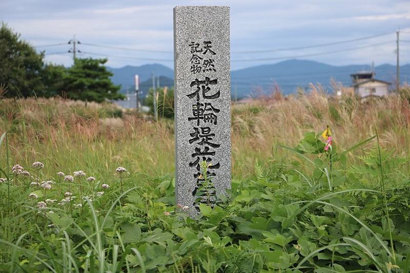花輪堤ハナショウブ群落