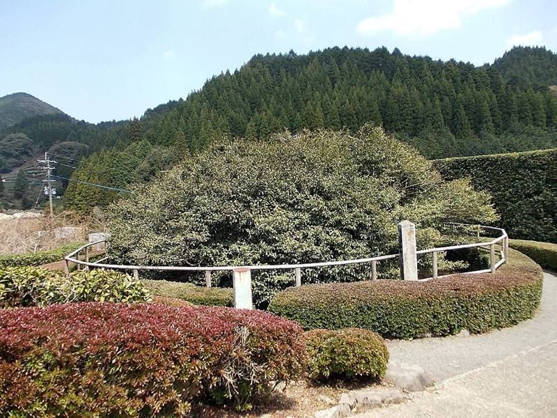 嬉野の大チャノキ